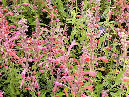 Dropplant Oranje/Roze - Agastache Tangerine Dream