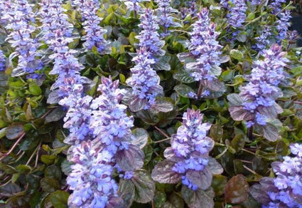 Kruipend Zenegroen - Ajuga reptans Simon's Type
