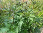 Herfstanemoon Roze (Hoogte 80 cm) - Anemone hupehensis 'Praecox' Herfstanemoon Roze (Hoogte 80 cm) - Anemone hupehensis 'Praecox'