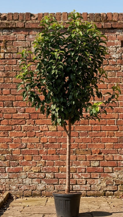 Appelboom Halfstam - Malus domestica 'Elstar'