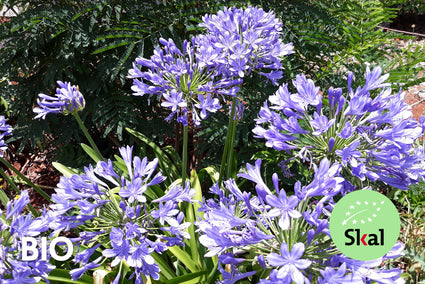 Biologisch Afrikaanse lelie - Agapanthus africanus