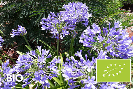 Biologisch Afrikaanse lelie - Agapanthus africanus