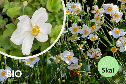 Biologisch Herfstanemoon Wit (Hoogte 90 cm) - Anemone hybrida 'Honorine Jobert'