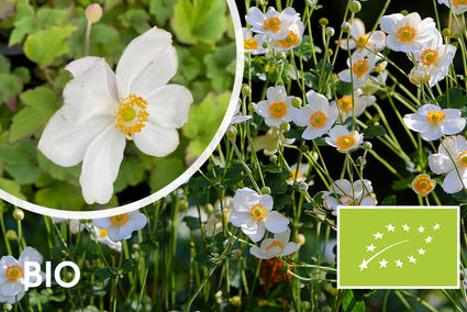 Biologisch Herfstanemoon Wit (Hoogte 90 cm) - Anemone hybrida 'Honorine Jobert'