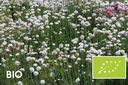 Biologisch Engels Gras - Armeria maritima 'Alba'