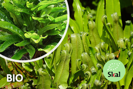 Biologisch Tongvaren (wintergroen) - Asplenium Scolopendrium
