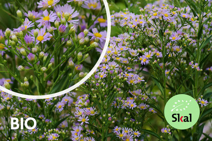 Biologisch Herfstaster - Aster ageratoides 'Stardust'