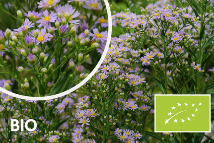 Biologisch Herfstaster - Aster ageratoides 'Stardust'