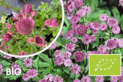 Biologisch Zeeuws knoopje (Roze) - Astrantia major 'Roma'