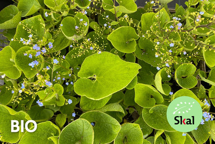 Biologisch Kaukasische vergeet mij niet - Brunnera macrophylla (ook per/m2)