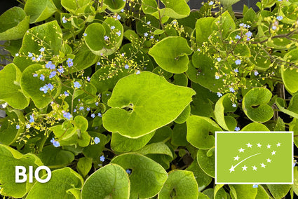 Biologisch Kaukasische vergeet mij niet - Brunnera macrophylla (ook per/m2)