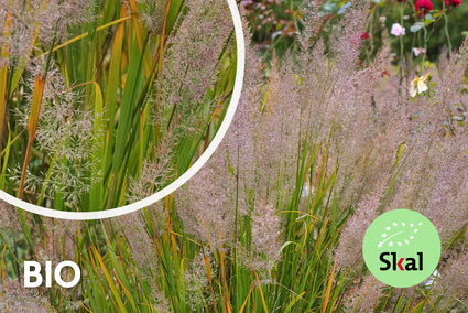 Biologisch Diamantgras - Calamagrostis brachytricha