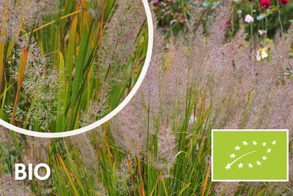 Biologisch Diamantgras - Calamagrostis brachytricha