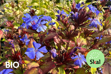 Biologisch Loodkruid - Ceratostigma plumbaginoides