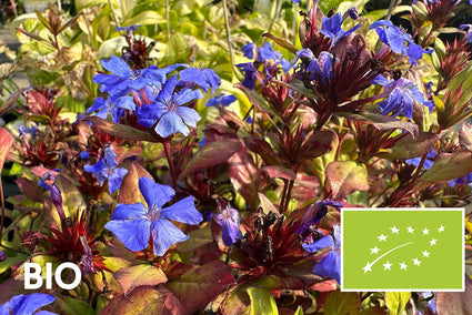 Biologisch Loodkruid - Ceratostigma plumbaginoides