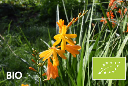 Biologisch Montbretia - Crocosmia 'George Davidson'