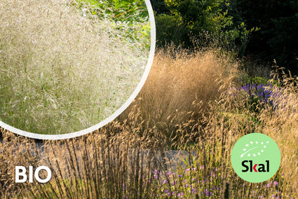 Biologisch Ruwe smele - Deschampsia cespitosa 'Goldtau'