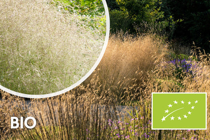 Biologisch Ruwe smele - Deschampsia cespitosa 'Goldtau'
