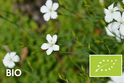 Biologisch Steenanjer - Dianthus deltoides 'Albiflorus'