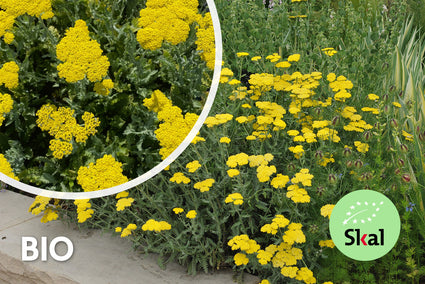 Biologisch Duizendblad - Achillea 'Moonshine'