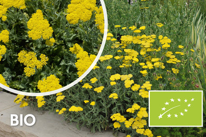 Biologisch Duizendblad - Achillea 'Moonshine'