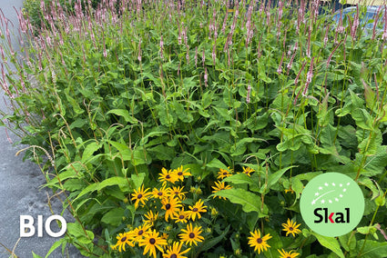 Biologisch Duizendknoop Roze/Rood (25 cm hoog) - Persicaria affinis 'Darjeeling Red' TIP