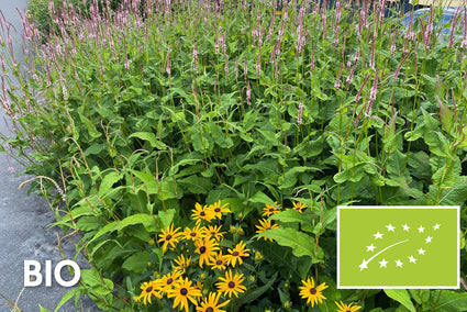 Biologisch Duizendknoop Roze/Rood (25 cm hoog) - Persicaria affinis 'Darjeeling Red'
