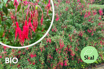 Biologische Bellenplant - Fuchsia 'Riccartonii'