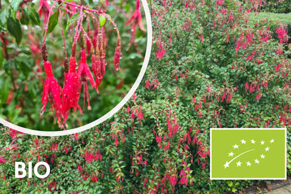 Biologische Bellenplant - Fuchsia 'Riccartonii'