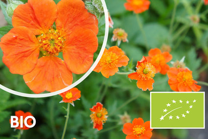 Biologisch Nagelkruid Oranje (Hoogte 40 cm) - Geum coccineum 'Borisii'