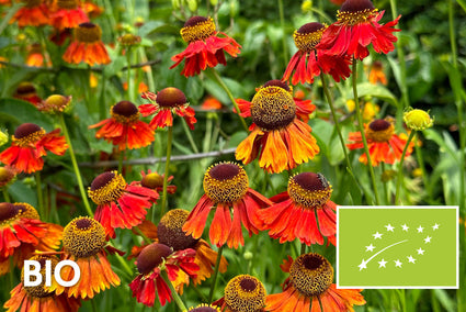 Biologisch Zonnekruid - Helenium 'Moerheim Beauty'