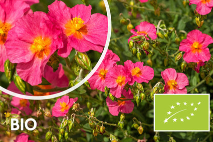 Biologisch Zonneroosje - Helianthemum 'Ben Hope'