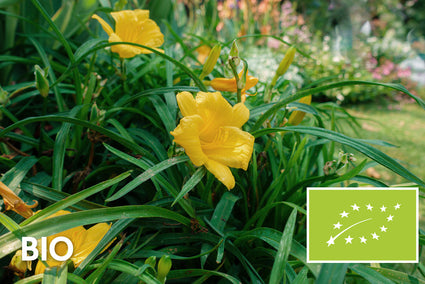 Biologisch Daglelie - Hemerocallis 'Stella de Oro'