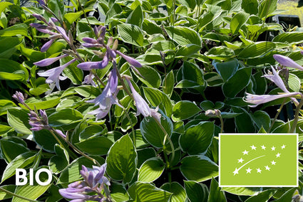 Biologisch Hartlelie - Hosta 'Francee'