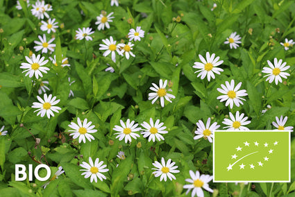 Biologisch Zomeraster (Wit) - Kalimeris incisa 'Alba'