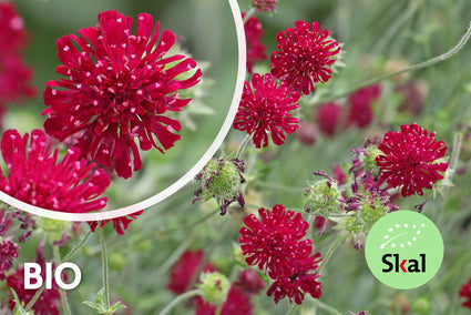 Biologisch Beemdkroon - Knautia macedonica 'Mars Midget'