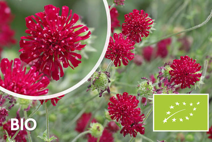 Biologisch Beemdkroon - Knautia macedonica 'Mars Midget'