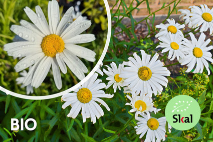 Biologisch Magriet - Leucanthemum 'Alaska'