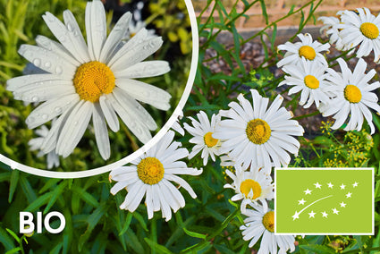 Biologisch Magriet - Leucanthemum 'Alaska'
