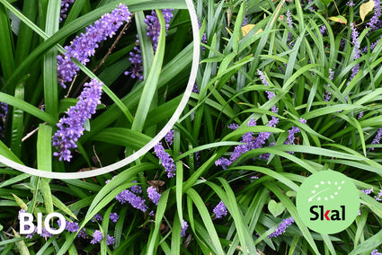 Biologisch Leliegras - Liriope muscari 'Big Blue'