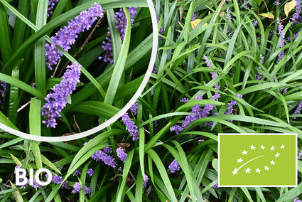 Biologisch Leliegras - Liriope muscari 'Big Blue'
