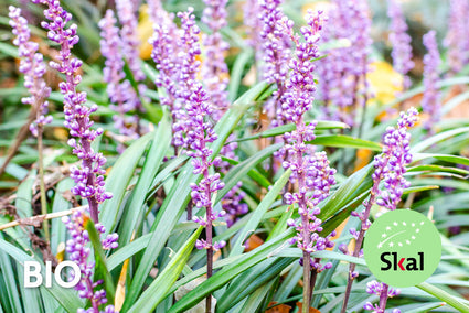 Biologisch Leliegras - Liriope muscari 'Lilac Wonder'