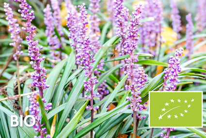 Biologisch Leliegras - Liriope muscari 'Lilac Wonder'