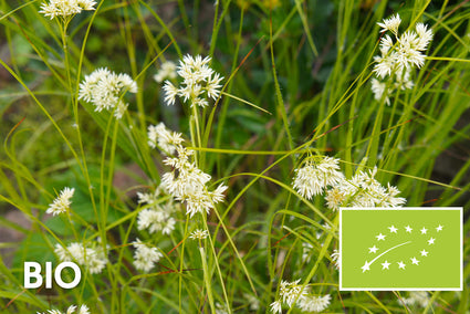 Biologisch Sneeuwwitte veldbies - Luzula nivea
