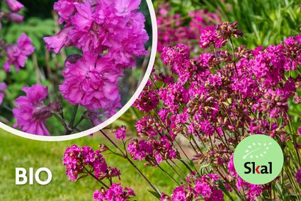 Biologisch Koekoeksbloem / Rode pekanjer - Lychnis viscaria 'Splendens'