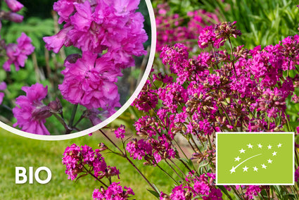 Biologisch Koekoeksbloem / Rode pekanjer - Lychnis viscaria 'Splendens'