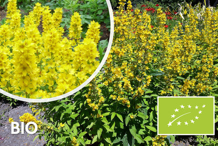 Biologisch Puntwederik - Lysimachia punctata