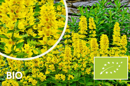 Biologisch Grote wederik - Lysimachia vulgaris