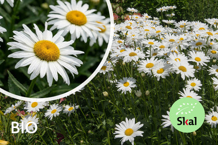 Biologisch Margriet - Leucanthemum (S) 'Silberprinzessche'