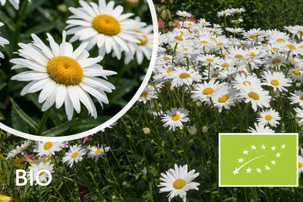 Biologisch Margriet - Leucanthemum (S) 'Silberprinzessche'